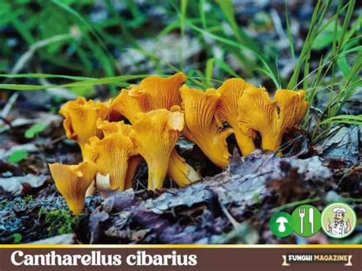 How do you find Cantharellus Cibarius?