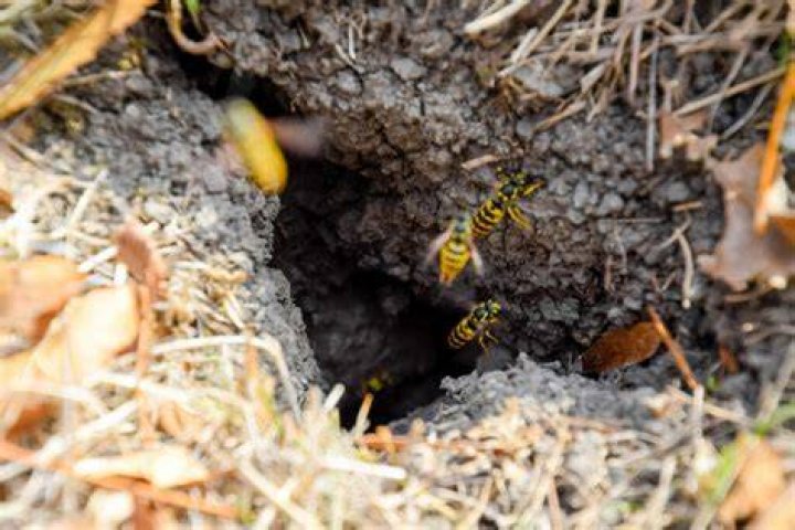 How do you get rid of ground burrowing yellow jackets?