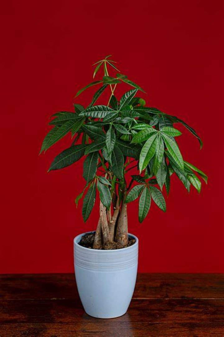 How do you grow pachira Aquatica from seed?