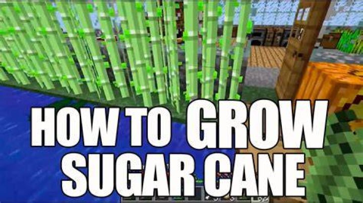 How do you grow sugar cane in Minecraft?