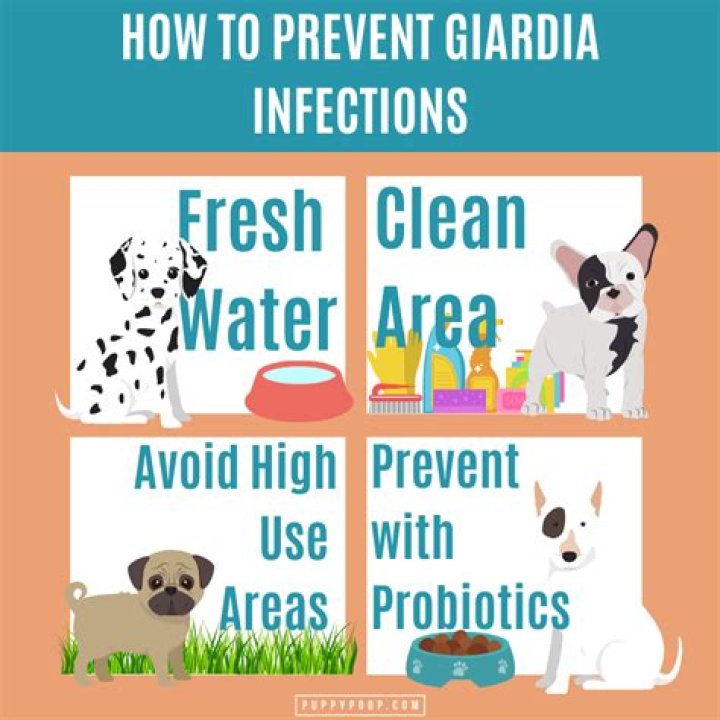 How do you prevent Giardia in water?