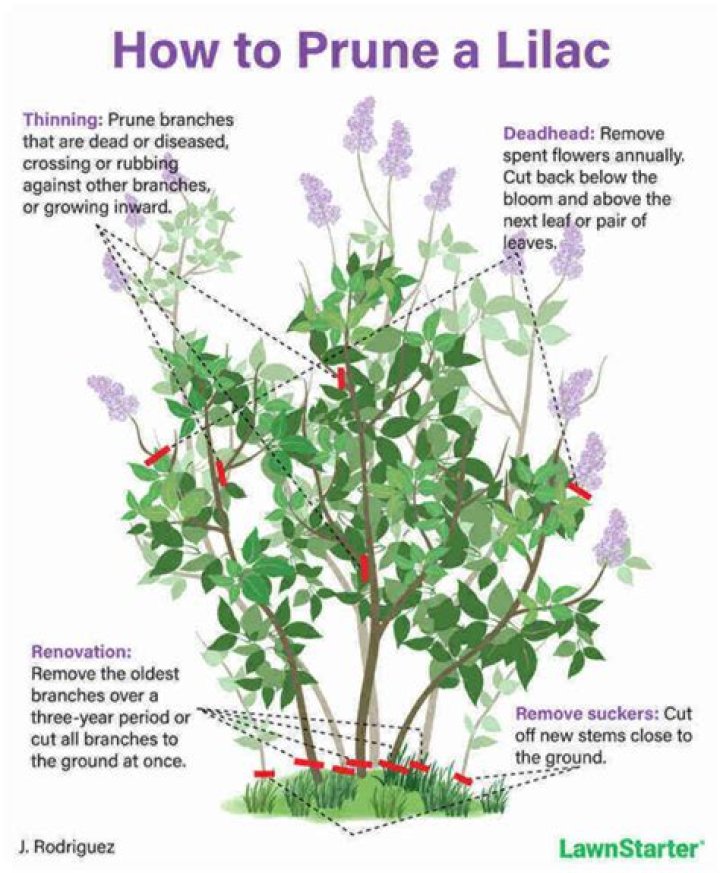 How do you prune a purple velvet plant?