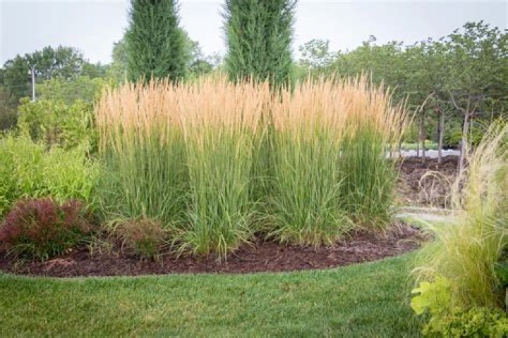 How do you winterize feather reed grass?