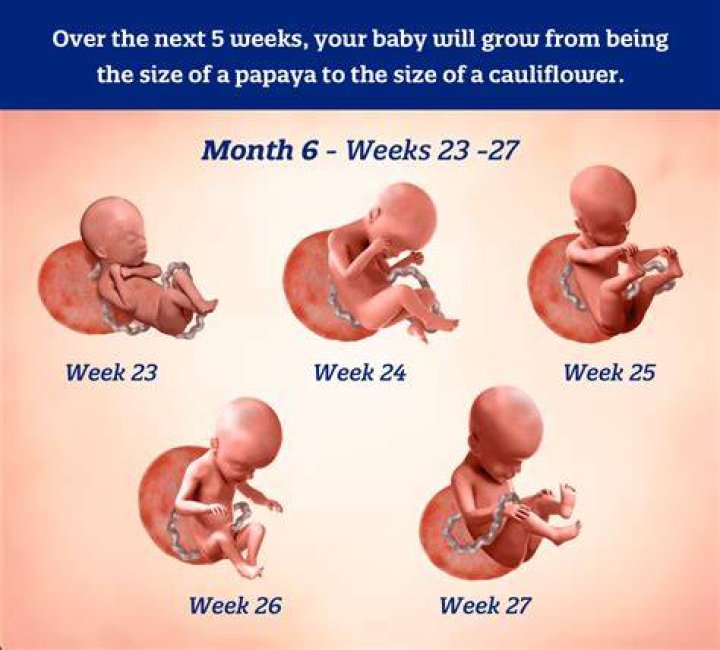 How does a 5 month fetus look like?