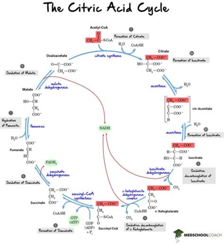 How does calcium regulate the citric acid cycle?