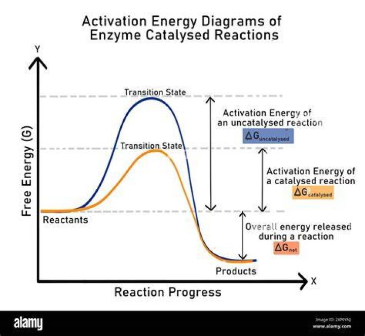 How does the activation energy for the reverse reaction compare to the activation energy of the forward reaction?