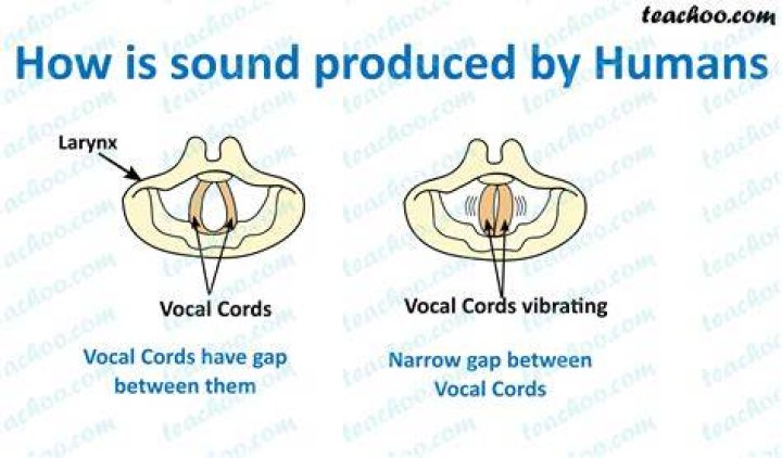How is sound produced in human larynx?