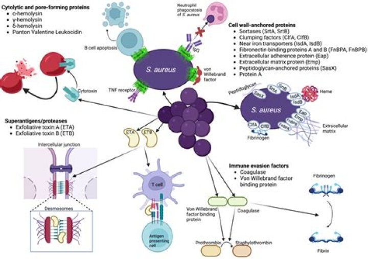 How is Staphylococcus aureus transmitted?
