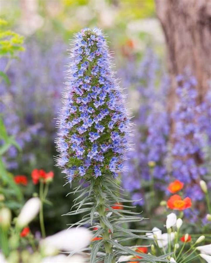 How long do Echiums take to flower?