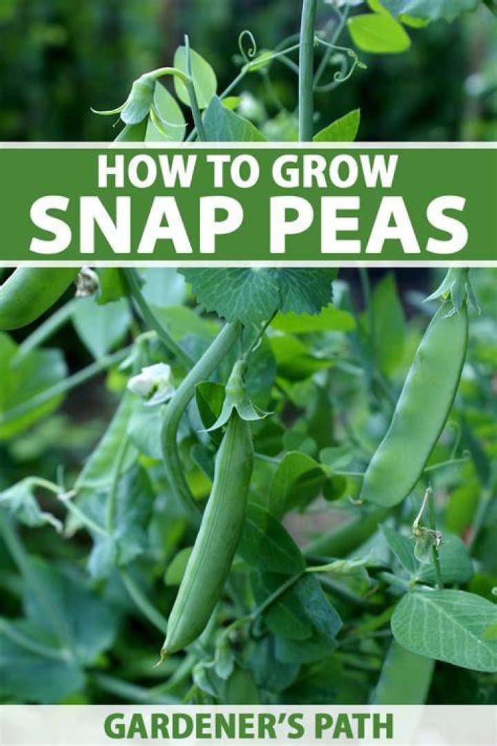 How long does it take for sugar snap peas to grow?