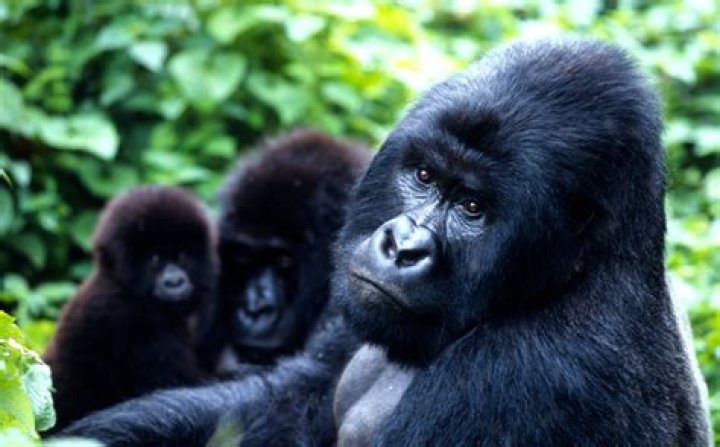 How many gorillas are in Rwanda?