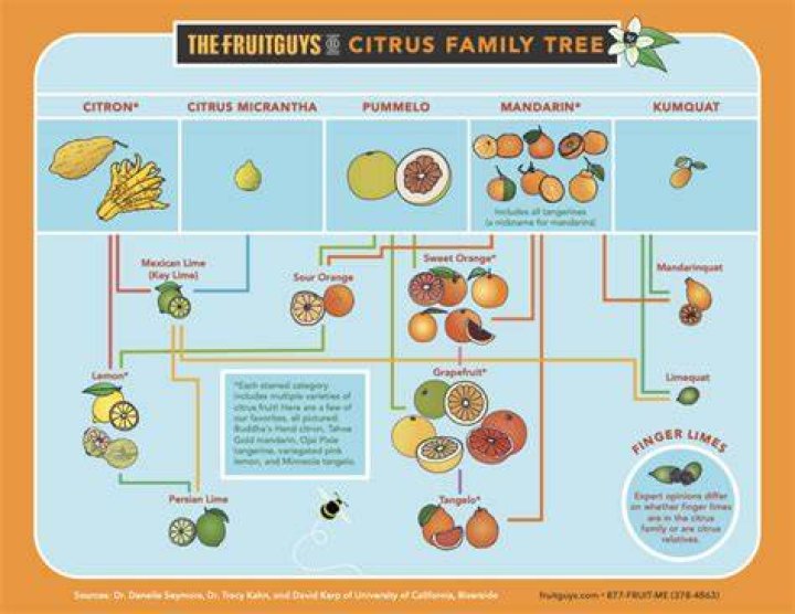 How many types of citrus trees are there?