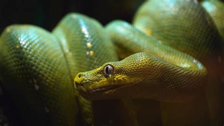 How many types of green tree pythons are there?