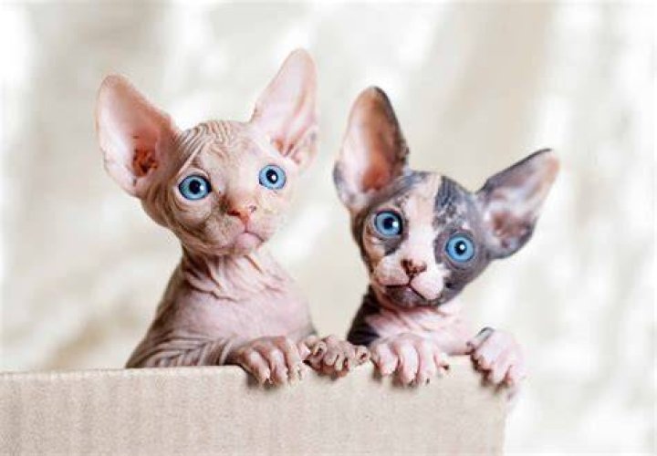 How much does a baby sphynx kitten cost?