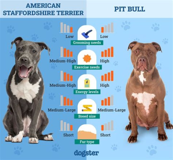 How much does an American Staffordshire puppy cost?