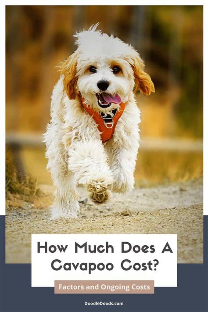 How much does an average Cavapoo cost?