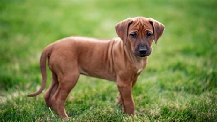 How much does it cost for a Rhodesian Ridgeback puppy?