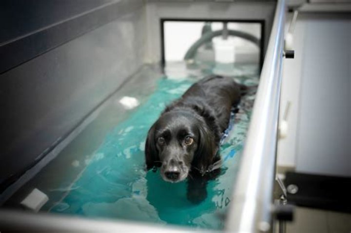 How much does water therapy for dogs cost?