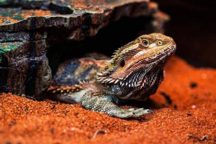 How much is a bearded dragon cost?