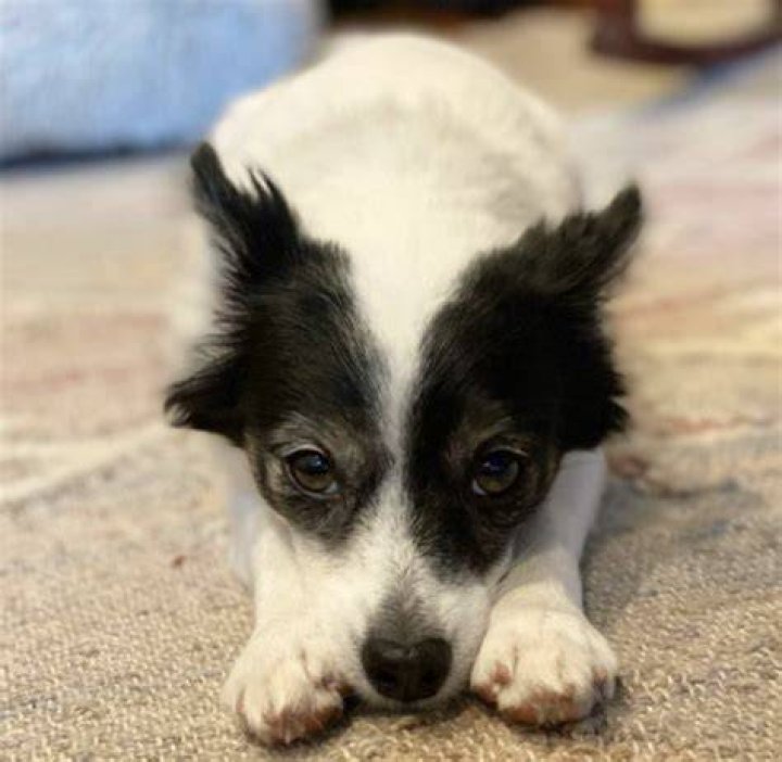 How much is a Maltese Chihuahua worth?