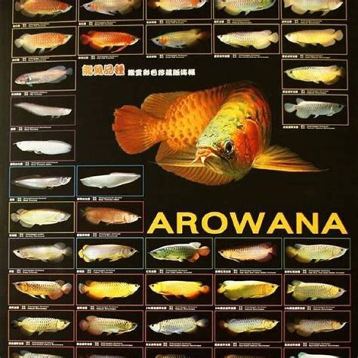 How much is a red arowana?