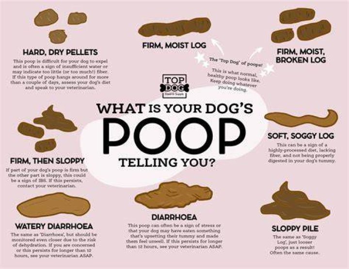 How soon after birth do puppies poop?