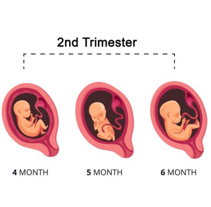 Is 12 weeks pregnant the second trimester?