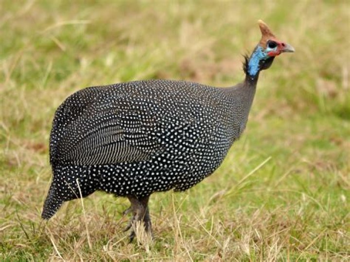Is a guinea fowl a chicken?