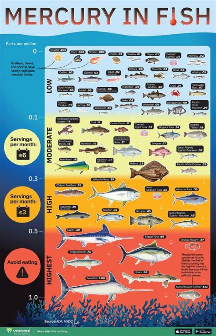Is anchovies high in mercury?