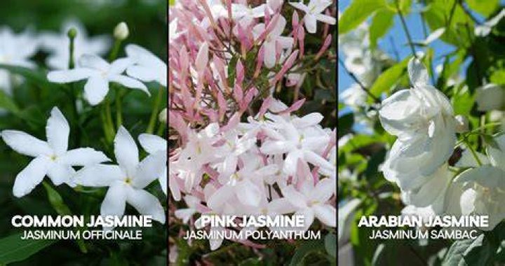 Is Arabian jasmine a shrub?