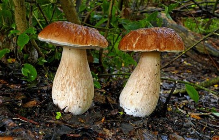 Is boletus Frostii edible?