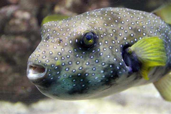 Is fugu the same as puffer fish?