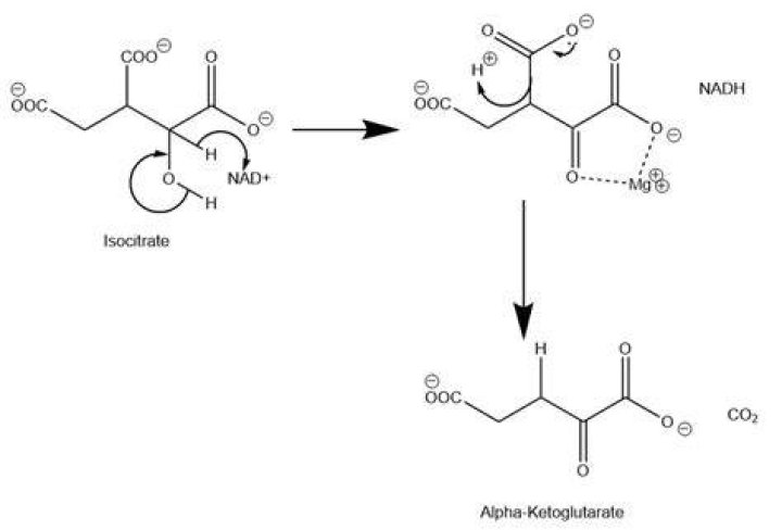 Is isocitrate oxidized to alpha-ketoglutarate?