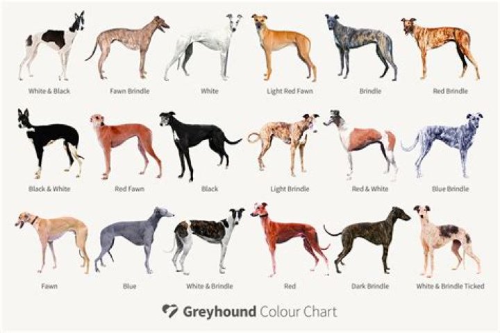 Is megabus cheaper than Greyhound?