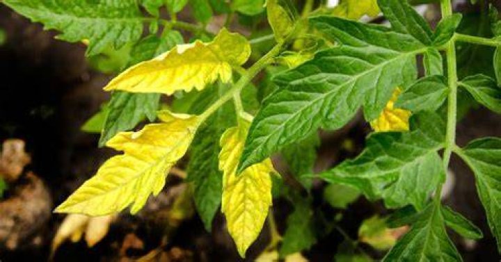 Is Momordica Balsamina poisonous?