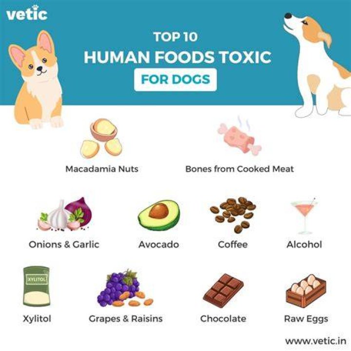 Is naphtha toxic to dogs?