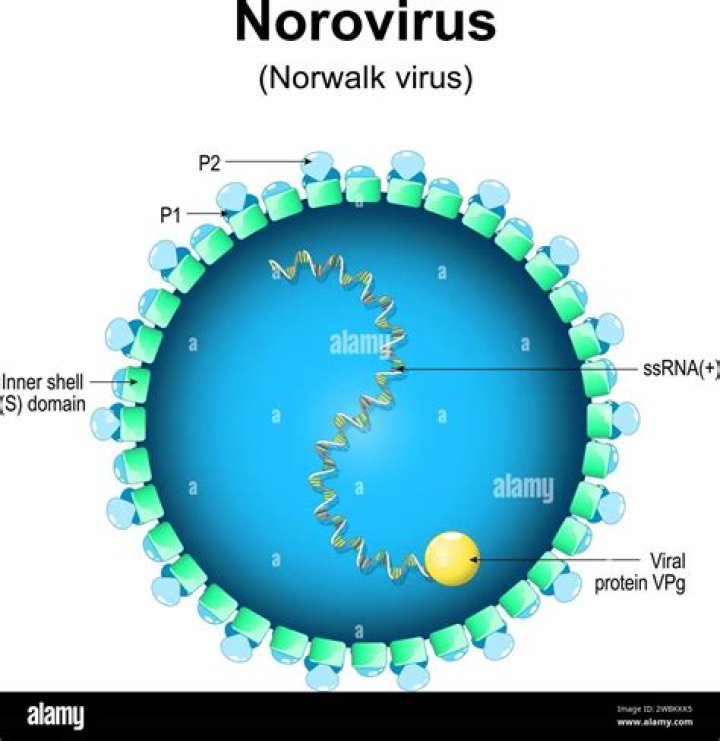 Is norovirus a notifiable disease?