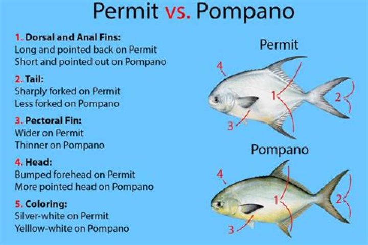 Is the fish Pompano good to eat?