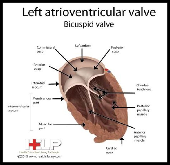 Is the mitral also called bicuspid?