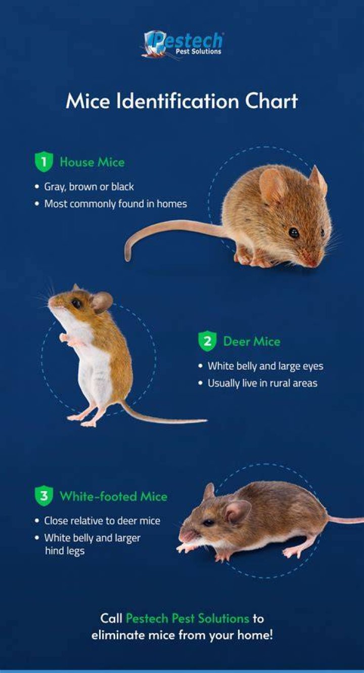 Is there a plague of mice in Australia?