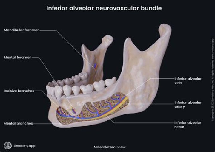 Qual e o caso do nervo alveolar inferior?