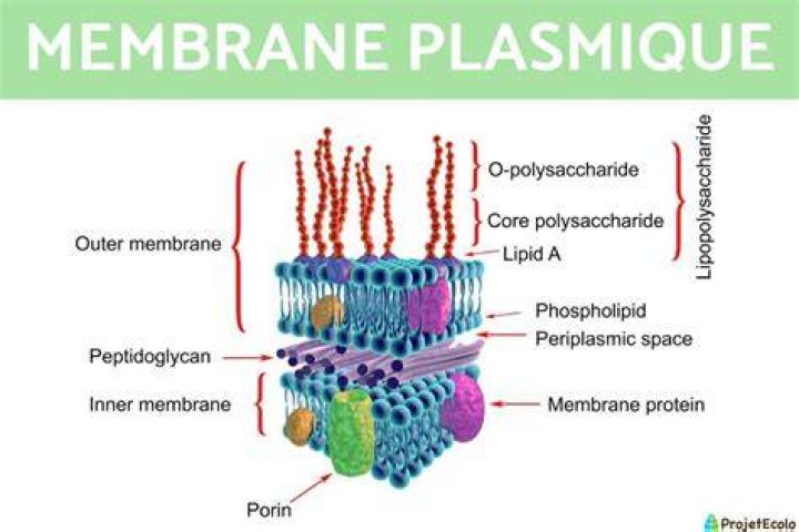 Quelle est la structure de la membrane plasmique?