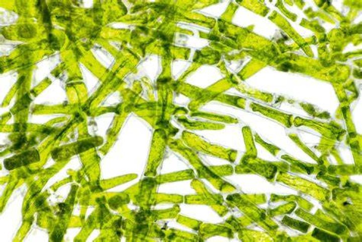 What algae have holdfasts?