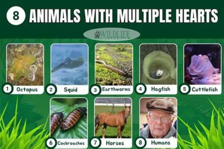 What animal has five hearts?