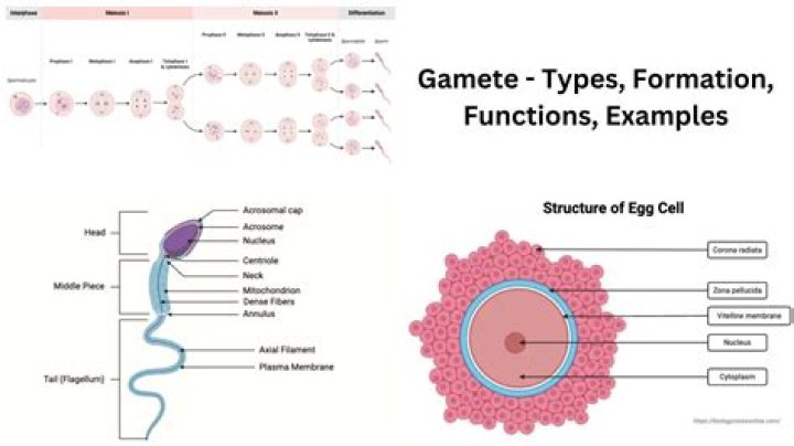 What are 2 examples of gametes?