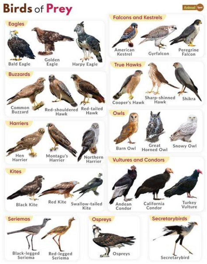 What are Australian birds of prey?