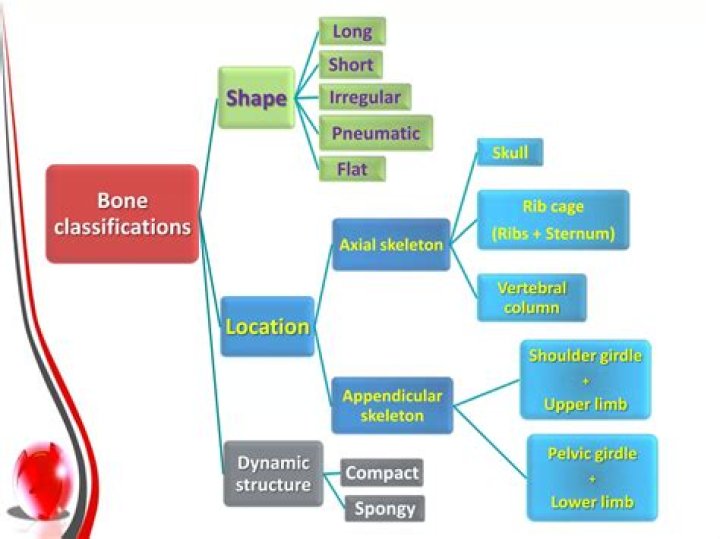 What are bone classifications?