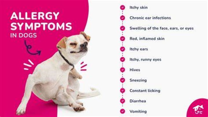 What are common allergies in French bulldogs?