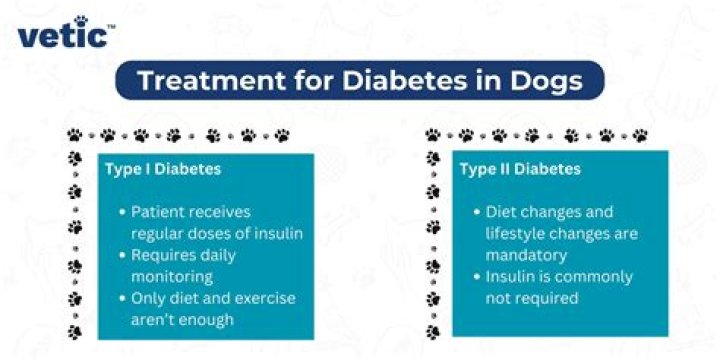 What are common clinical signs in diabetic dogs?