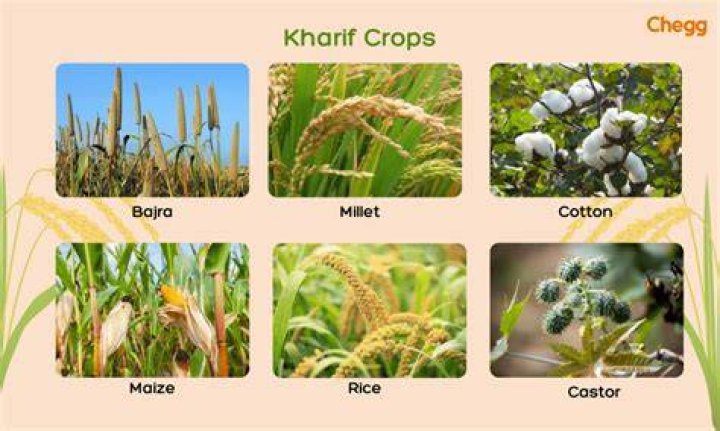 What are dry crops called?